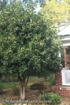 Fragrant White Tea Olive - 7 Gallon Pot (4-5') -Garden Care Teav Olive White Osmanthus Fragrans 500x750 1