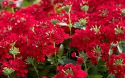 EnduraScape Red Verbena - 5 Pack Of Quart Pots 9 EnduraScape Red Verbena - 5 Pack Of Quart Pots -Garden Care Verbena EnduraScape Red