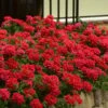 EnduraScape Red Verbena - 5 Pack Of Quart Pots