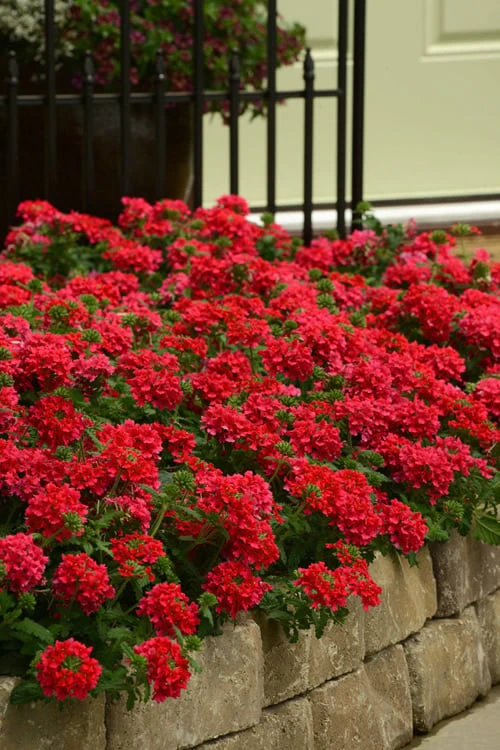 EnduraScape Red Verbena - 5 Pack Of Quart Pots 1 EnduraScape Red Verbena - 5 Pack Of Quart Pots