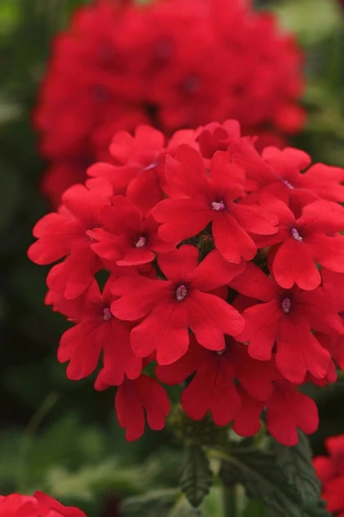 EnduraScape Red Verbena - 5 Pack Of Quart Pots 4 EnduraScape Red Verbena - 5 Pack Of Quart Pots - Image 4