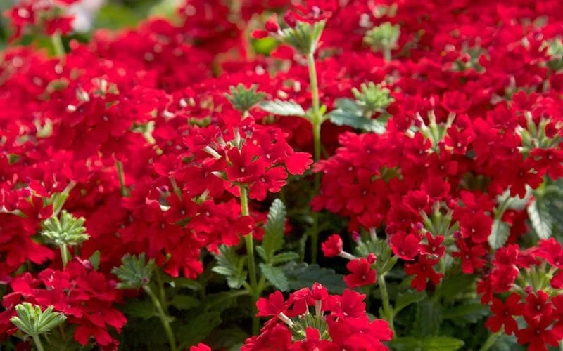 EnduraScape Red Verbena - 5 Pack Of Quart Pots 5 EnduraScape Red Verbena - 5 Pack Of Quart Pots - Image 5