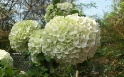 Chinese Snowball Viburnum Bush - 7 Gallon Pot (3-4') -Garden Care Viburnum Chinese Snowball Bloom Green 1