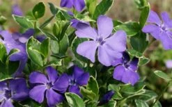Ralph Shugert Variegated Periwinkle - Vinca Minor - 3 Pack Of Pint Pots -Garden Care Vinca Minor Ralph Shugert Closeup 1