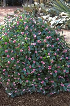 Zuiko Nishiki Winter Daphne Odora - 2 Gallon Pot -Garden Care Winter Daphne Zuiko Nishiki 3