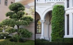 Podocarpus Macrophyllus Upright Yew - 3 Gallon Pot -Garden Care Yew Podocarpus 2 1