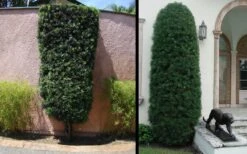 Podocarpus Macrophyllus Upright Yew - 3 Gallon Pot -Garden Care Yew Podocarpus 3 1