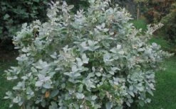 Woodlanders Blue Dusty Zenobia (Honeycup) - 3 Gallon Pot -Garden Care Zenobia Woodlanders Blue 20