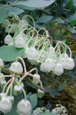 Woodlanders Blue Dusty Zenobia (Honeycup) - 3 Gallon Pot -Garden Care Zenobia Woodlanders Blue 7