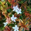 Kaleidoscope Dwarf Abelia - 2 Gallon Pot