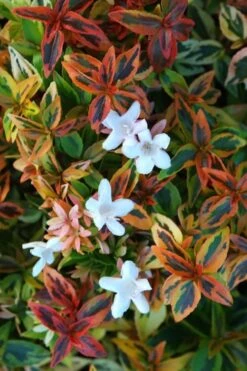 Kaleidoscope Dwarf Abelia - 2 Gallon Pot