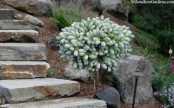 Ice Breaker Korean Fir (Single Trunk Topiary) - 2 Gallon Pot -Garden Care abies koreana kouhouts ice breaker korean fir 2