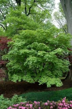 Emmett's Pumpkin Japanese Maple (Acer Japonicum) - 1 Gallon Pot -Garden Care acer japonicum aconitifolium dancing peacock japanese maple 9