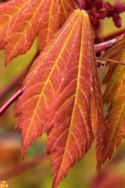 Emmett's Pumpkin Japanese Maple (Acer Japonicum) - 1 Gallon Pot -Garden Care acer japonicum emmets pumpkin japanese maple 1