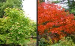 Emmett's Pumpkin Japanese Maple (Acer Japonicum) - 1 Gallon Pot -Garden Care acer japonicum emmets pumpkin japanese maple 10
