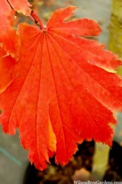 Emmett's Pumpkin Japanese Maple (Acer Japonicum) - 1 Gallon Pot