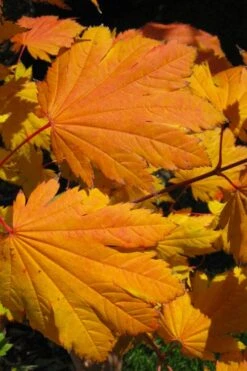 Emmett's Pumpkin Japanese Maple (Acer Japonicum) - 1 Gallon Pot -Garden Care acer japonicum emmets pumpkin japanese maple 2