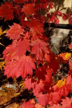 Emmett's Pumpkin Japanese Maple (Acer Japonicum) - 1 Gallon Pot -Garden Care acer japonicum emmets pumpkin japanese maple 5