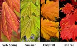 Emmett's Pumpkin Japanese Maple (Acer Japonicum) - 1 Gallon Pot -Garden Care acer japonicum emmets pumpkin japanese maple 7