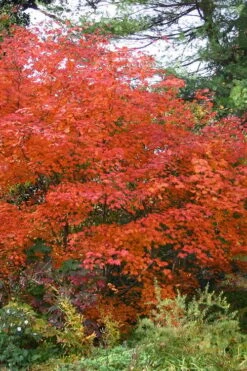Emmett's Pumpkin Japanese Maple (Acer Japonicum) - 1 Gallon Pot -Garden Care acer japonicum emmets pumpkin japanese maple 9