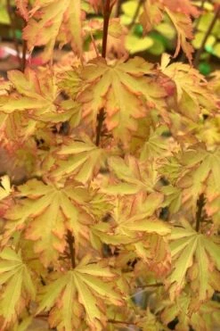 Anne Irene Japanese Maple - 3 Gallon Pot