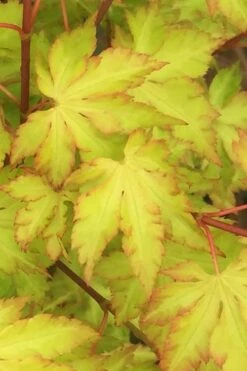 Anne Irene Japanese Maple - 3 Gallon Pot -Garden Care acer palmatum anne irene japanese maple 3