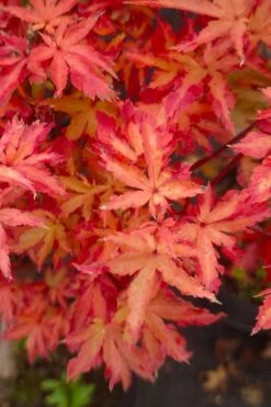 Anne Irene Japanese Maple - 3 Gallon Pot -Garden Care acer palmatum anne irene japanese maple 5