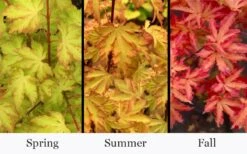 Anne Irene Japanese Maple - 3 Gallon Pot -Garden Care acer palmatum anne irene japanese maple 6