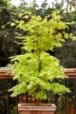 Anne Irene Japanese Maple - 3 Gallon Pot -Garden Care acer palmatum anne irene japanese maple 7