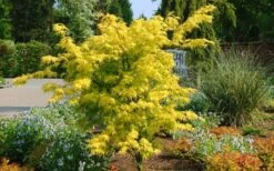 Anne Irene Japanese Maple - 3 Gallon Pot -Garden Care acer palmatum anne irene japanese maple 8