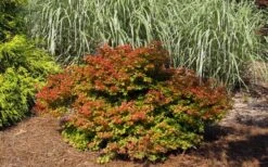 Beni Hime Dwarf Japanese Maple - 3 Gallon Pot -Garden Care acer palmatum beni hime japanese maple 21