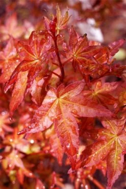 Beni Hime Dwarf Japanese Maple - 3 Gallon Pot -Garden Care acer palmatum beni hime japanese maple 23