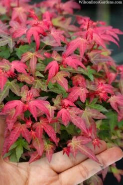 Beni Hime Dwarf Japanese Maple - 3 Gallon Pot