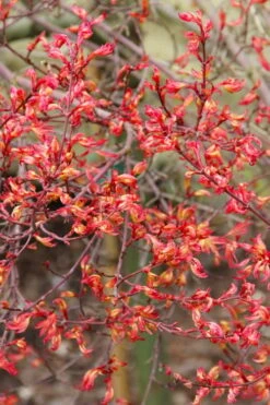 Beni Hime Dwarf Japanese Maple - 3 Gallon Pot -Garden Care acer palmatum beni hime japanese maple 5