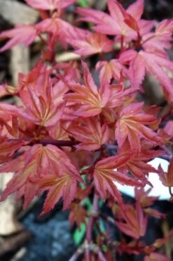 Beni Hime Dwarf Japanese Maple - 3 Gallon Pot -Garden Care acer palmatum beni hime japanese maple 8