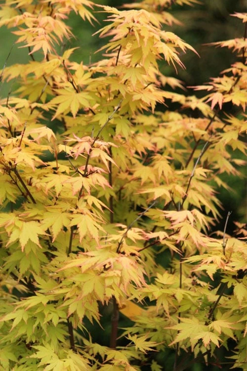 Spring Orange Japanese Maple (Acer Palmatum 'Daidai Haru) - 3 Gallon Pot 5 Spring Orange Japanese Maple (Acer Palmatum 'Daidai Haru) - 3 Gallon Pot - Image 5