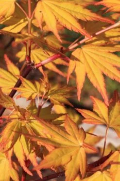 Spring Orange Japanese Maple (Acer Palmatum 'Daidai Haru) - 3 Gallon Pot 15 Spring Orange Japanese Maple (Acer Palmatum 'Daidai Haru) - 3 Gallon Pot -Garden Care acer palmatum daidai haru spring orange japanese maple 4