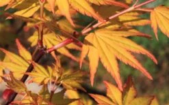 Spring Orange Japanese Maple (Acer Palmatum 'Daidai Haru) - 3 Gallon Pot 14 Spring Orange Japanese Maple (Acer Palmatum 'Daidai Haru) - 3 Gallon Pot -Garden Care acer palmatum daidai haru spring orange japanese maple 5