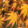 Spring Orange Japanese Maple (Acer Palmatum 'Daidai Haru) - 3 Gallon Pot
