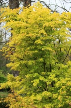 Spring Orange Japanese Maple (Acer Palmatum 'Daidai Haru) - 3 Gallon Pot 13 Spring Orange Japanese Maple (Acer Palmatum 'Daidai Haru) - 3 Gallon Pot -Garden Care acer palmatum daidai haru spring orange japanese maple 7