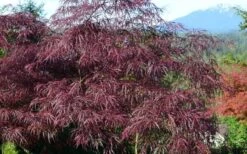 English Lace Japanese Maple - 6 Gallon Pot*B5 -Garden Care acer palmatum english lace japanese maple 1