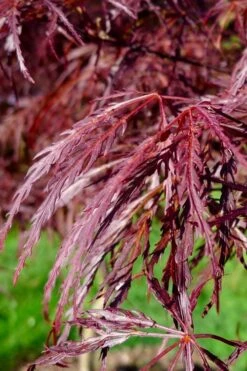 English Lace Japanese Maple - 6 Gallon Pot*B5 -Garden Care acer palmatum english lace japanese maple 2