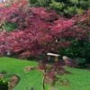 English Lace Japanese Maple - 6 Gallon Pot*B5