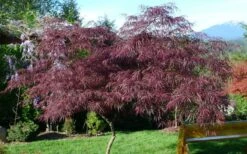 English Lace Japanese Maple - 6 Gallon Pot*B5 -Garden Care acer palmatum english lace japanese maple 5