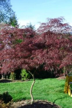 English Lace Japanese Maple - 6 Gallon Pot*B5 -Garden Care acer palmatum english lace japanese maple 6