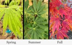 Fascination Japanese Maple - 3 Gallon Pot 10 Fascination Japanese Maple - 3 Gallon Pot -Garden Care acer palmatum fascination japanese maple foliage colors 15