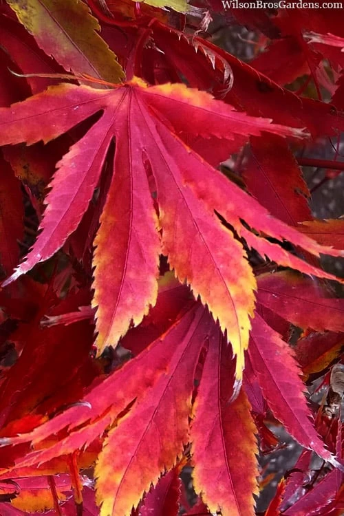 Fascination Japanese Maple - 3 Gallon Pot 1 Fascination Japanese Maple - 3 Gallon Pot