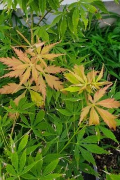 Fascination Japanese Maple - 3 Gallon Pot 11 Fascination Japanese Maple - 3 Gallon Pot -Garden Care acer palmatum fascination japanese maple summer color 1