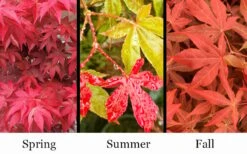 Gable's Glory Chameleon Japanese Maple - 3 Gallon Pot -Garden Care acer palmatum gables glory japanese maple 1