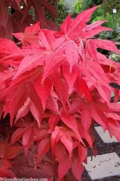 Gable's Glory Chameleon Japanese Maple - 3 Gallon Pot -Garden Care acer palmatum gables glory japanese maple 2